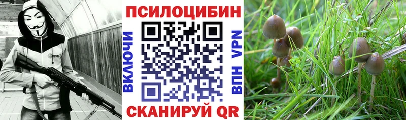 закладки  Белово  Галлюциногенные грибы мицелий 